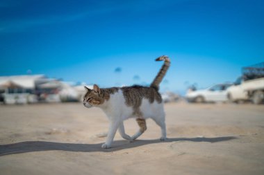 Djerba, Güney Tunus 'ta büyük bir ada.