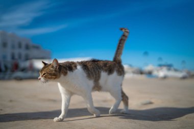 Djerba, Güney Tunus 'ta büyük bir ada.