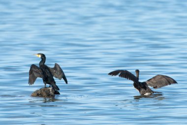 Djerba, Güney Tunus 'ta büyük bir ada.