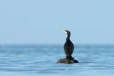 Djerba, Güney Tunus 'ta büyük bir ada.