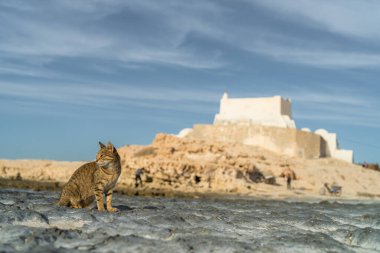Djerba, Güney Tunus 'ta büyük bir ada.