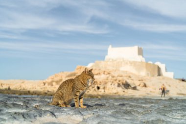 Djerba, Güney Tunus 'ta büyük bir ada.