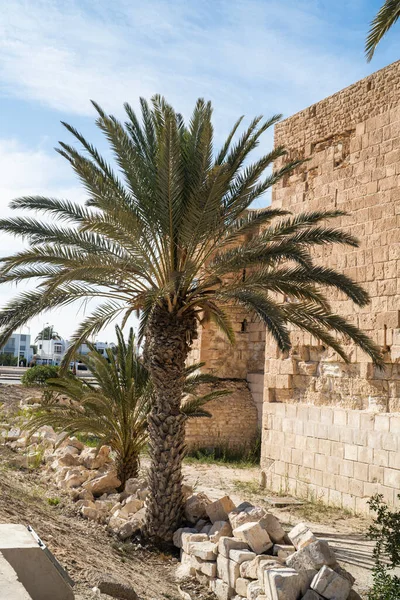 突尼斯南部的一个大岛Djerba的景观 — 图库照片