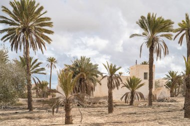 Djerba, Güney Tunus 'ta büyük bir ada.