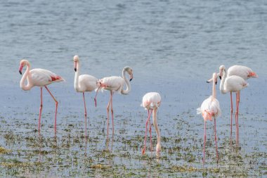 Flamingo, Djerba Adası - Tunus