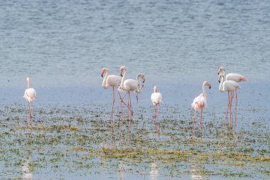 Flamingo, Djerba Adası - Tunus
