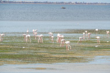 Flamingo, Djerba Adası - Tunus