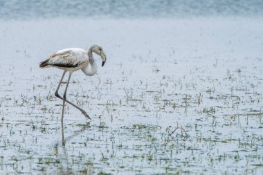 Flamingo, Djerba Adası - Tunus