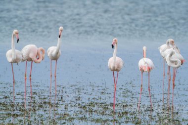 Flamingo, Djerba Adası - Tunus