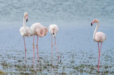 Flamingo, Djerba Adası - Tunus