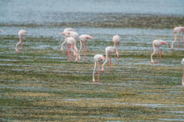 Flamingo, Djerba Adası - Tunus