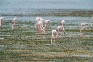 Flamingo, Djerba Adası - Tunus