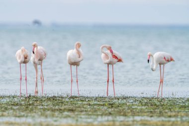 Flamingo, Djerba Adası - Tunus