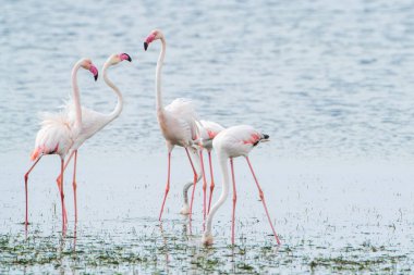 Flamingo, Djerba Adası - Tunus