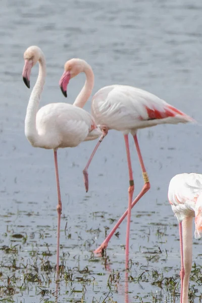 Flamingo Island Djerba Tunisia — Stock Photo, Image