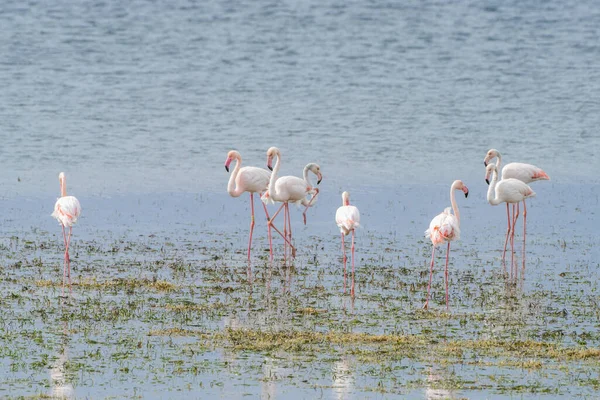 Фламинго Острове Джерба Тунис — стоковое фото