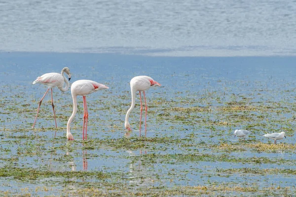 Flamingo Ostrově Djerba Tunisko — Stock fotografie