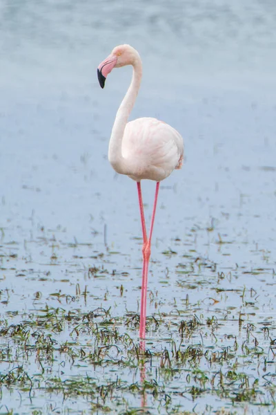Flamingo Auf Der Insel Djerba Tunesien — Stockfoto
