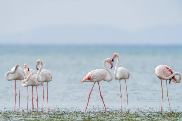 Flamingo Djerba Tunisien — Stockfoto