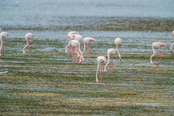 Flamingo Στο Νησί Djerba Τυνησία Royalty Free Εικόνες Αρχείου