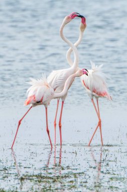 Flamingo, Djerba Adası - Tunus