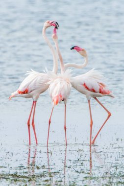 Flamingo, Djerba Adası - Tunus