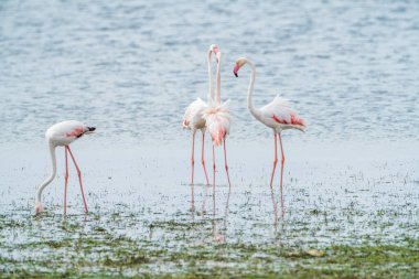 Flamingo, Djerba Adası - Tunus