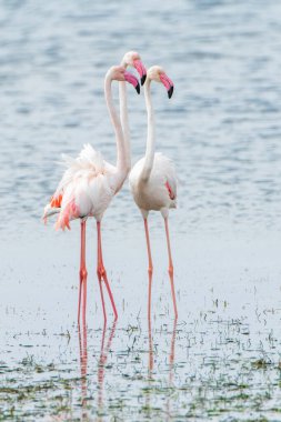 Flamingo, Djerba Adası - Tunus