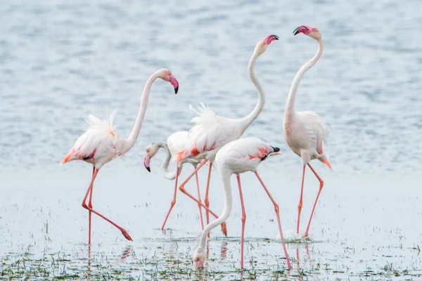 Flamingo Ilha Djerba Tunísia — Fotografia de Stock
