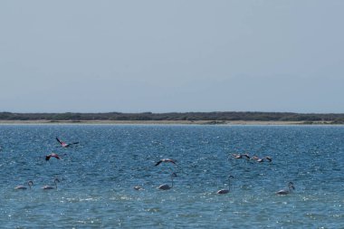 Djerba 'nın kuşları - Güney Tunus