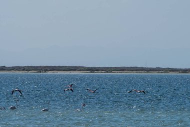 Djerba 'nın kuşları - Güney Tunus