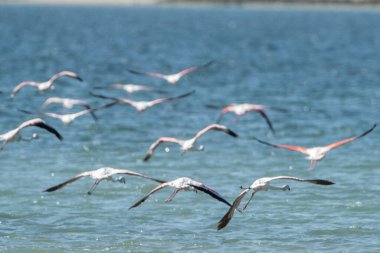 Djerba 'nın kuşları - Güney Tunus