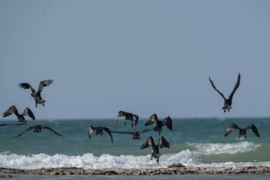 Djerba 'nın kuşları - Güney Tunus