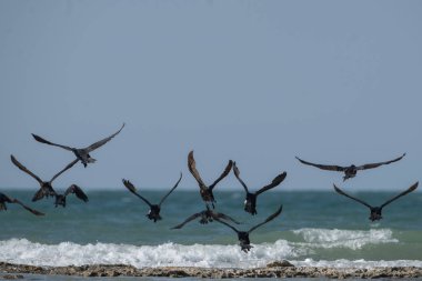 Djerba 'nın kuşları - Güney Tunus