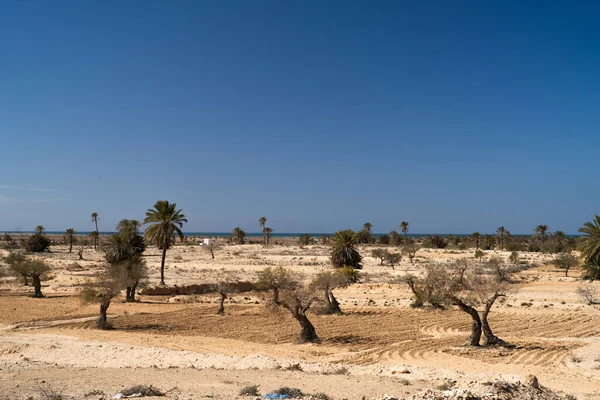 Uitzicht Djerba Een Groot Eiland Zuidelijk Tunesië — Stockfoto