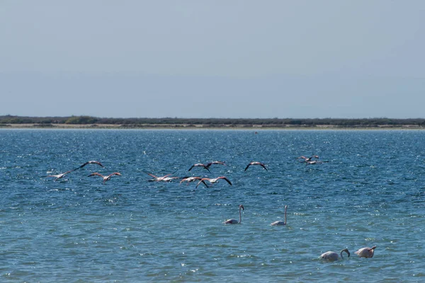 Aves Djerba Sul Tunísia — Fotografia de Stock