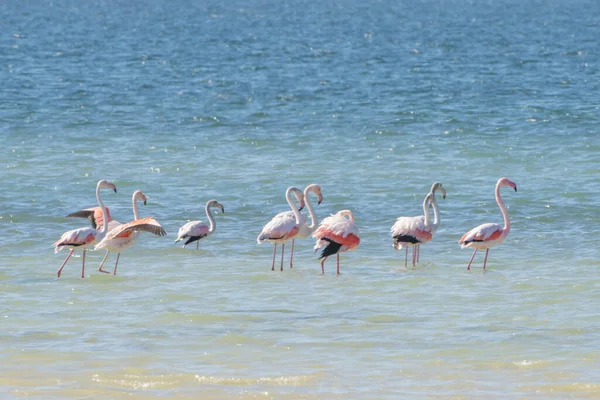 stock image the birds of Djerba - southern Tunisia