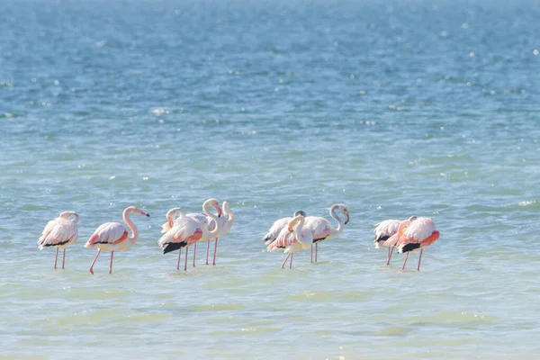 Ptaki Djerba Południowa Tunezja — Zdjęcie stockowe