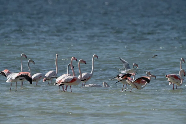 Птахи Дьєрби Південного Тунісу — стокове фото