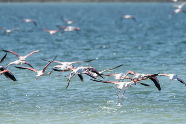 Die Vögel Von Djerba Südtunesien — Stockfoto