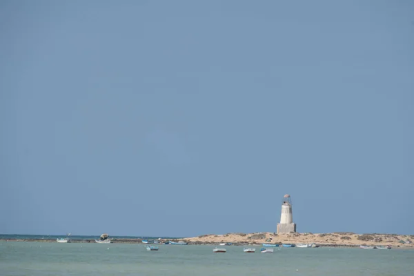 Ptaki Djerba Południowa Tunezja — Zdjęcie stockowe