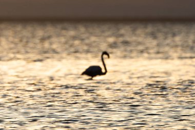 Flamingo, Djerba Adası - Tunus