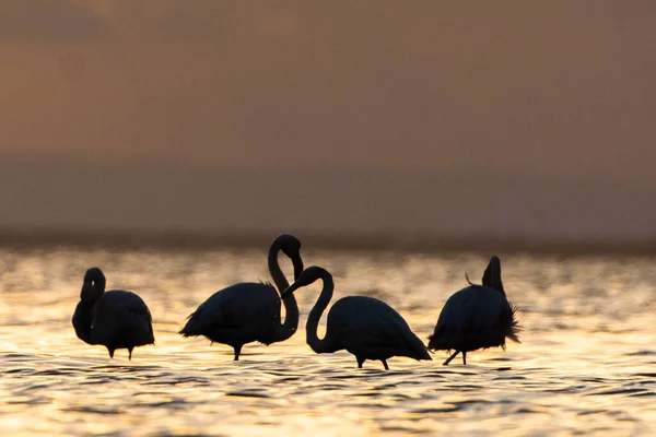 Flamingo Sull Isola Djerba Tunisia — Foto Stock