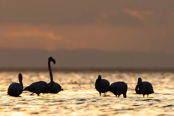 Flamingo Wyspie Djerba Tunezja — Zdjęcie stockowe