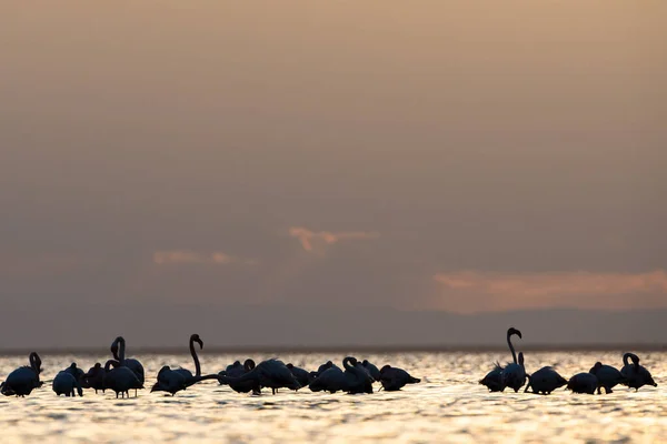 Flamingo Island Djerba Tunisia — Stock Photo, Image