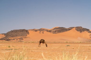 Djanet City, Cezayir 'deki Tadrart Çölü manzaralı ruj tassili najer. Renkli turuncu kum, kayalık dağlar.