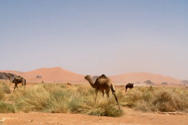 Djanet City, Cezayir 'deki Tadrart Çölü manzaralı ruj tassili najer. Renkli turuncu kum, kayalık dağlar.