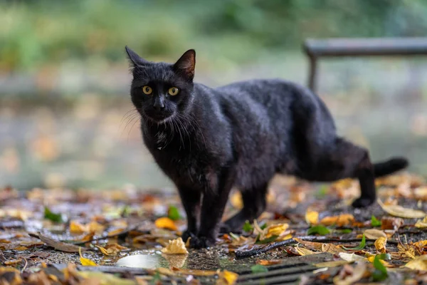 Güzel siyah kedi, küçük panter, doğada