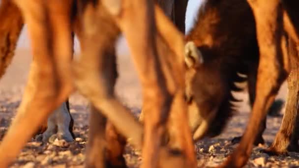 Kamelbesättning Sahara Södra Tunisien — Stockvideo