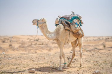 Sahra 'da deve sürüsü - Güney Tunus